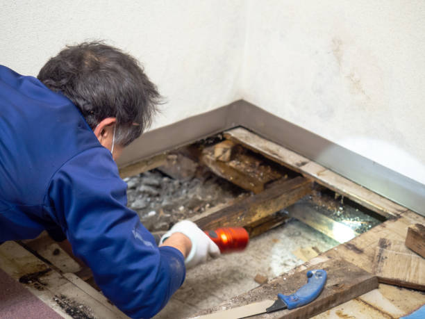 Best Mold Remediation Experts  in Baywood, NY