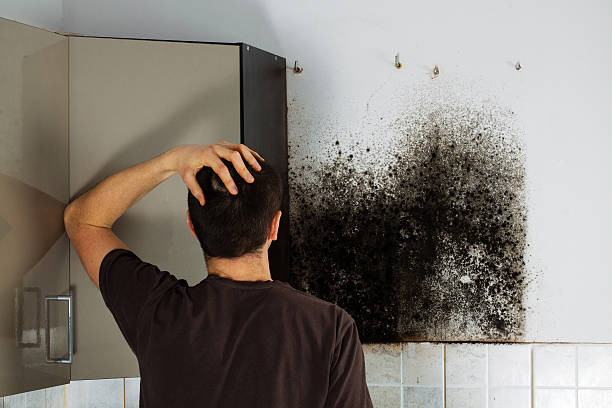 Best Local Mold Removal Service  in Baywood, NY